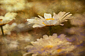 Composite image of Oxeye Daisy and texture, Louisville, Kentucky