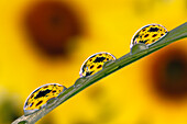 Black eyed Susan's refracted in dew drops on blade of grass.