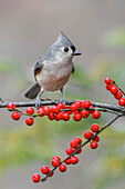 Tufted titmouse and red berries, Kentucky