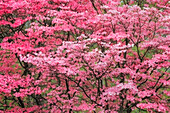 Weichzeichner-Ansicht eines großen, rosa blühenden Hartriegels in voller Blüte, Kentucky