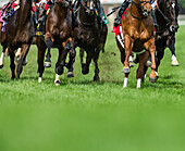 Grass turf horse racing
