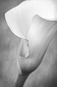 USA, Maine, Harpswell. White calla lily