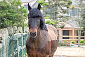 Horse, Madaket, Nantucket, Massachusetts, USA