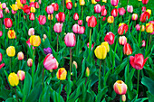 Tulips at the Boston Public Garden, Boston, Massachusetts, USA