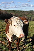 Eine Kuh auf der Wheel-View Farm, Shelburne, Massachusetts, USA
