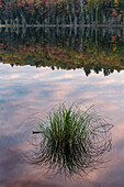 Tuft of grass and morning sky reflection, Irwin Lake, Hiawatha National Forest, Upper Peninsula of Michigan.