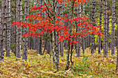 Ahornbäume in Herbstfarben, Hiawatha National Forest, Obere Halbinsel von Michigan.