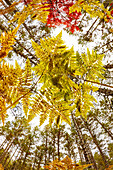 Forest floor view skyward beneath ferns, Hiawatha National Forest, Upper Peninsula of Michigan.