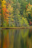 Fall colors on shoreline of Irwin Lake, Hiawatha National Forest, Alger County, Upper Peninsula of Michigan.