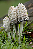 Shaggy Mane or Lawyers Wig mushrooms, Pictured Rocks National Lakeshore, Upper Peninsula, Michigan (Coprinus Comatus)