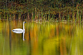 Fall colors and Trumpeter Swan, Council Lake, Hiawatha National Forest, Upper Peninsula of Michigan.