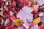 USA, Michigan. Ein Muster aus nassen Herbstblättern auf dem Waldboden der Keweenaw-Halbinsel.