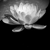 USA, Minnesota, La Salle Lake State Recration Area, La Salle Creek, Water Lilly