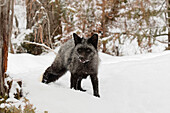 Silberfuchs, eine melanistische Form des Rotfuchses, Vulpes Vulpes. (In Gefangenschaft) Montana