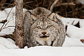 Captive Canada Lynx or Canadian Lynx in winter, Montana. Lynx canadensis, Felidae