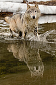 Gray Wolf or Timber Wolf reflection crossing stream in winter, (Captive) Canis lupus, Montana