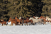 Pferdegespann im Winter, Kalispell, Montana, Equus ferus caballus