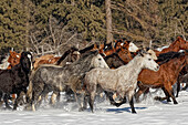 Pferdetreffen im Winter, Kalispell, Montana, Equus ferus caballus