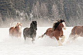 Belgisches Pferd im Winter, Kalispell, Montana. Equus ferus caballus