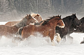 Belgisches Pferd im Winter, Kalispell, Montana. Equus ferus caballus