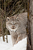 Kanadischer Luchs in Gefangenschaft oder Kanadischer Luchs im Winter, Montana. Lynx canadensis, Felidae