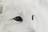 Arktischer Fuchs in Gefangenschaft im Schnee, Montana, Vulpes Fox, heimisch in den arktischen Regionen der nördlichen Hemisphäre.