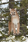 Mountain Lion in mid air jumping, (Captive) Montana. Puma Concolor