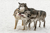 Grauer Wolf oder Timberwolf, Rudelverhalten im Winter, (in Gefangenschaft) Canis lupus, Montana