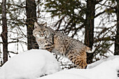 Bobcat im Schnee (in Gefangenschaft) Montana. Luchs Rufus