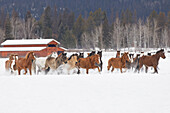 Rodeopferde beim winterlichen Zusammentreiben, Kalispell, Montana