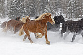 Rodeopferde beim Wintertreiben, Kalispell, Montana
