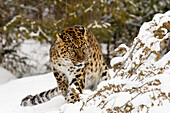 Amurleopard, Panthera pardus orientalis, kontrollierte Situation