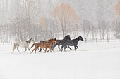 Pferde während des Wintertreibens, Kalispell, Montana