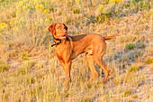 USA, Montana, Missoula. Vizsla hunting dog