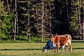 Longhorn-Rinder auf einer üppigen Weide in der Nähe von Whitefish, Montana, USA (Großformate verfügbar)