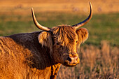 Highland Cattle in the Flathead Valley, Montana, USA