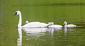 Usa, Montana, Elk Lake, a Trumpeter Swan adult swims with four of it's cygnets.