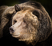 Braunbär, Grizzlybär, Ursus arctos, West Yellowstone, Montana