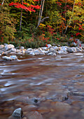 USA, New Hampshire, White Mountain National Forest, Autumn-colored hardwood forest along leaf-stained water of the Swift River. (Large format sizes available)