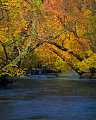 USA, New Jersey, Wharton State Forest. River and forest in autumn