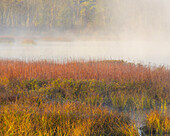 USA, New Jersey, Pine Barrens. Märzgräser und Nebel bei Sonnenaufgang