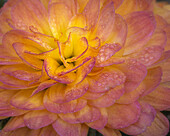 USA, New Jersey, Rio Grande. Mum flower close-up