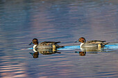 Male and female Northern pintail ducks. Bosque del Apache National Wildlife Refuge, New Mexico