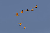 Sandhill cranes flying at sunrise. Bosque del Apache National Wildlife Refuge, New Mexico