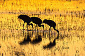 USA, New Mexico, Bosque del Apache Natural Wildlife Refuge. Sandhill cranes backlit at sunset