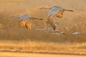 USA, New Mexico, Bosque Del Apache National Wildlife Refuge (Naturschutzgebiet Bosque Del Apache). Sandhügelkraniche im Flug bei Sonnenuntergang