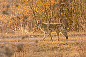 USA, New Mexico, Bosque del Apache National Wildlife Refuge (Naturschutzgebiet). Kojote in Nahaufnahme