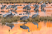 USA, New Mexico, Bosque del Apache National Wildlife Refuge. Sandhill cranes in water at sunrise