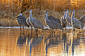 USA, New Mexico, Bernardo Wildlife Management Area. Sandhügelkraniche in der Morgendämmerung in einem Teich.