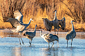 USA, New Mexico, Bernardo Wildlife Management Area. Sandhill crane dancing in mating behavior.